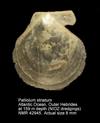Palliolum striatum (2).jpg - Palliolum striatum(O.F.Müller,1776)